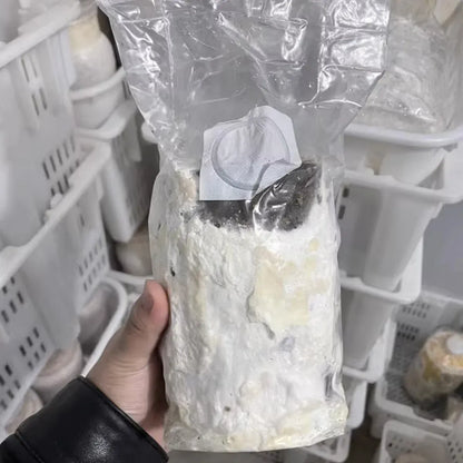 50 Pcs PP Mushroom Grow Bag Substrate High temp Pre Sealable Bags 10x50cm